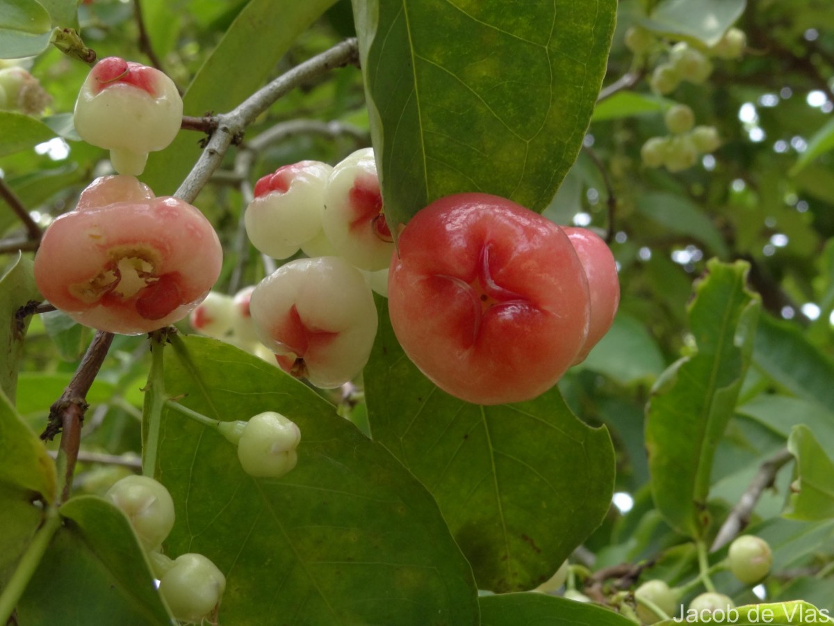 Syzygium samarangense (Blume) Merr. & L.M.Perry